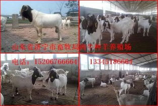 選購優質種羊，助力畜牧業發展——山東畜牧局種羊場銷售服務介紹